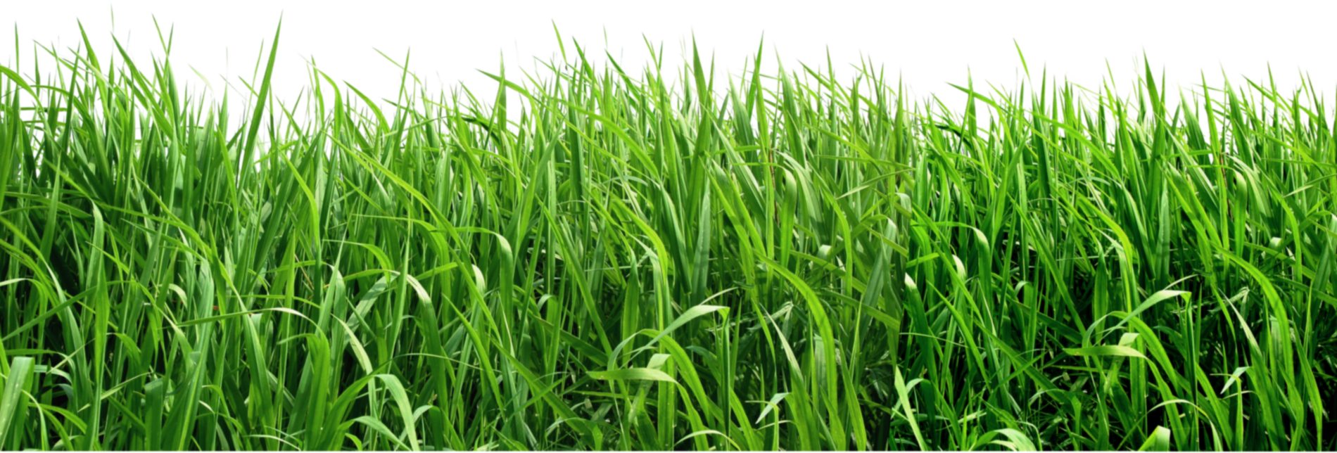 Grass; Backwards Tag Game