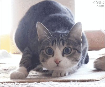 Cat Wiggle Gif; Wiggle Wars